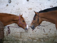 LA CAVALERIE